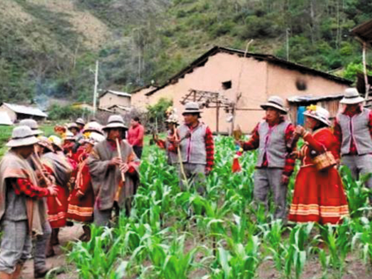 FUNDACIÓN RODE MUJERES DE LAS COMUNIDADES DE MARJUNI Y KISHUARA - OCOBAMBA, DEL DISTRITO DEL LAMBRAMA LUCHAN POR SUS DERECHOS Y FORTALECEN SU AUTONOMÍA ECONÓMICA MEJORANDO SU PRODUCCIÓN AGROPECUARIA. ABANCAY. PERÚ