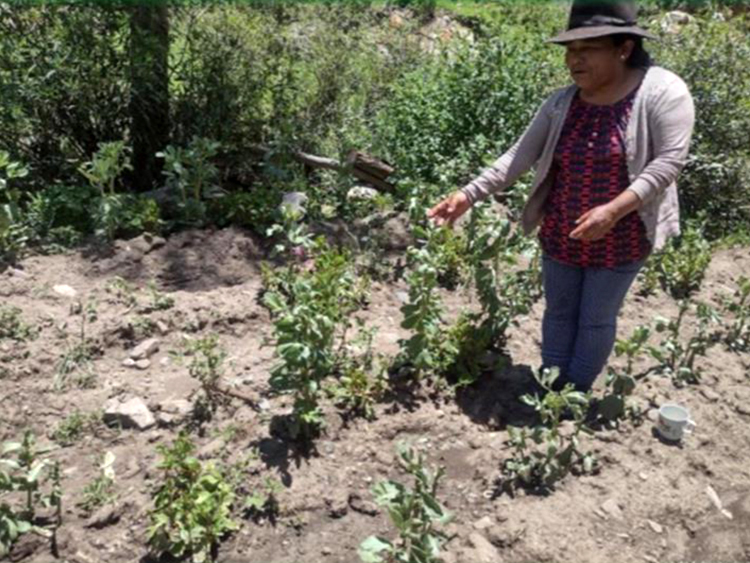 fundacion rode RESILIENCIA ANTE DESASTRES CHOCCO ARRIBA